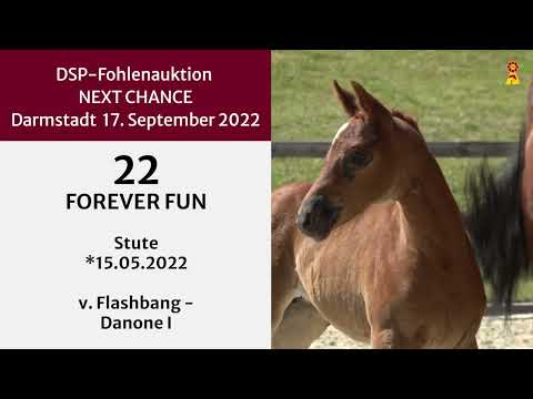 KN 22: Stutfohlen v. Flashbang / Danone