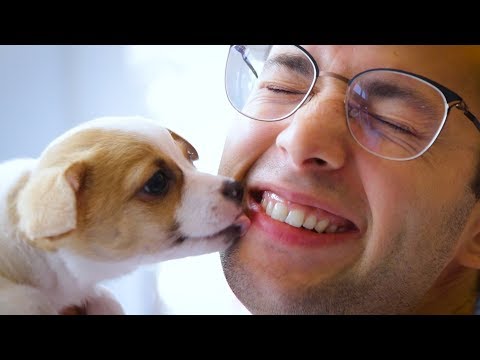 Cat Lovers Try Dog Grooming | The Try Guys Video
