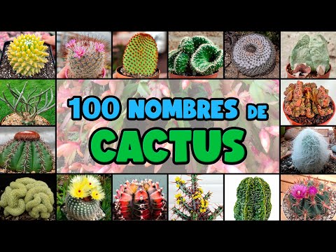, title : '100 tipos de CACTUS y su NOMBRE CIENTÍFICO'