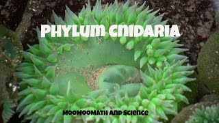 Phylum Cnidaria-Characteristics and Examples