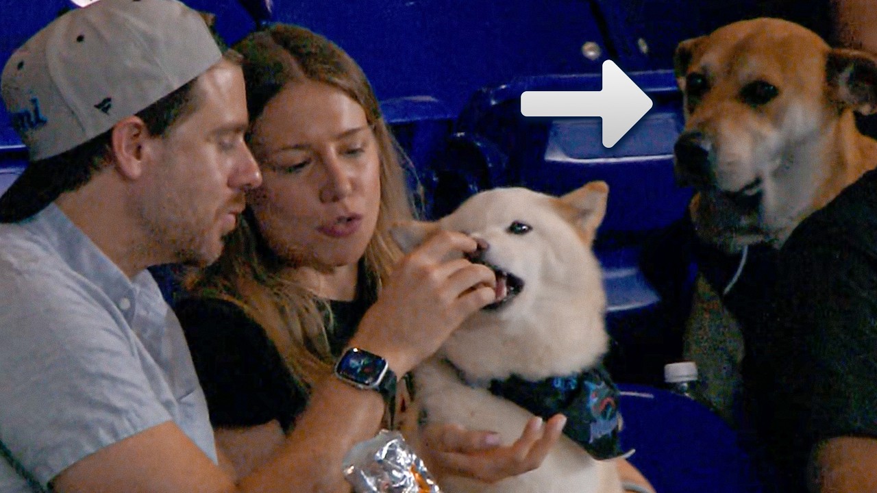 Jonah the dog celebrates Dream Day with Marlins 🐕🌭 | MLB Highlights