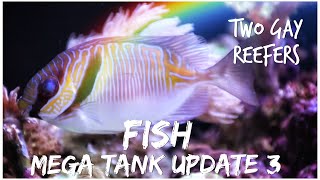 Mega Tank Update #3 - Fish