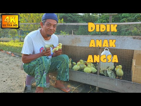 , title : '✅TIPS PENJAGAAN ANAK ANGSA || PEMULA WAJIB LIHAT'