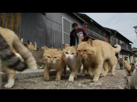 download lagu mp3 mp4 Ilha Dos Gatos, download lagu Ilha Dos Gatos gratis, unduh video klip Ilha Dos Gatos