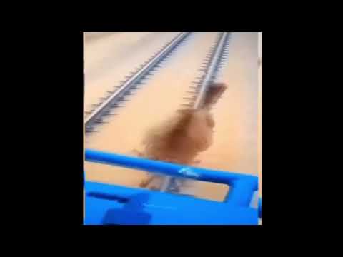 kamel de la telemedial