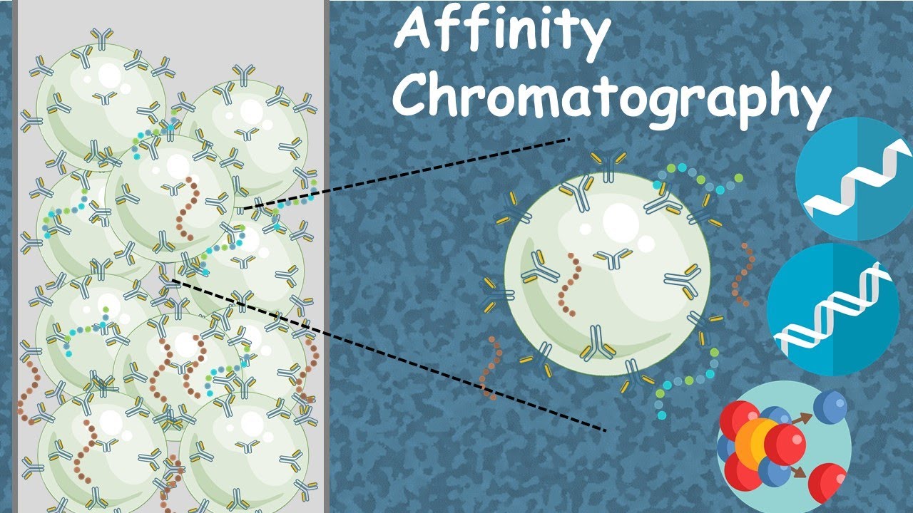 Affinity chromatography in 5 minutes | Affinity purification