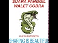 Suara Panggil Walet COBRA