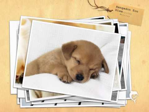 Hangadon Zou Diau - Aloysius Mojilis