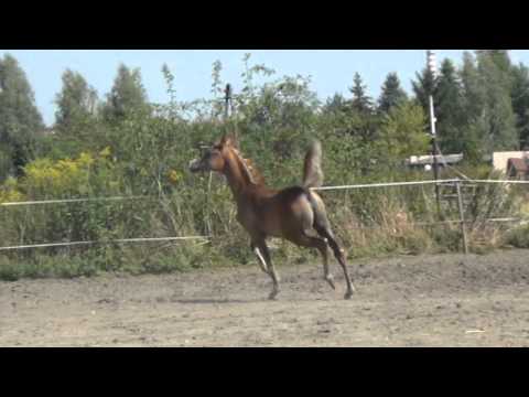 EL HANAN  granddaughter of World and National Champion sire AJMAN MONISCIONE.