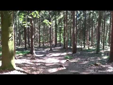 In einem deutschen Walde, Ruhe, Vogelzwitschern, . . .