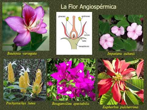 Morfología Vegetal - Tema 6 - Flor (2020)
