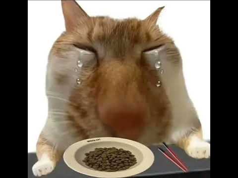 No Surprises by Radiohead covered by a cat