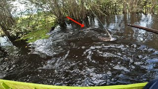 Download lagu LUAR BIASA, RAJANYA BIG SIZE RAWA PEDALAMAN MENGHENTAK DUA KAIL TAJUR DENGAN KEKUATAN 7,4Kg... !!! mp3