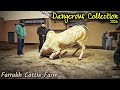 Dangerous Fatehjangi Bulls 2026 By Farrukh Cattle Farm Qurbani 2026 Bakra Eid 2026 Cow Mandi