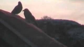 Sarah McLachlan - Blackbird (Beatles Cover)