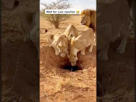 Lions Waiting… Forever 😆😂 #funny