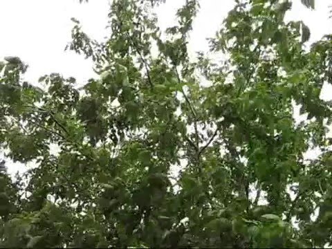 Moje misli...My thoughts....