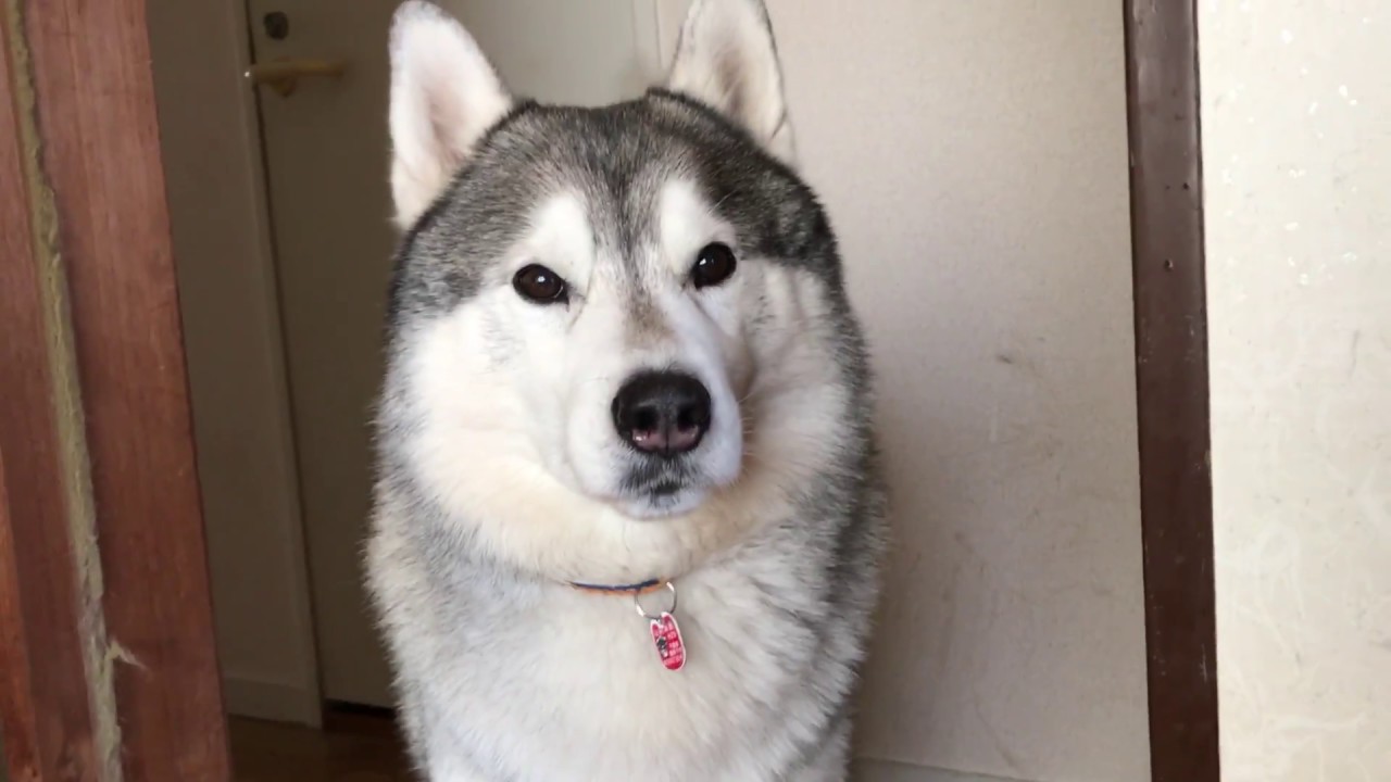 寝起きのひと撫では欠かせないシベリアンハスキー