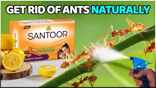 Natural Ways to Get Rid of Ants in House Permanently