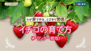 イチゴの育て方【プランター栽培】