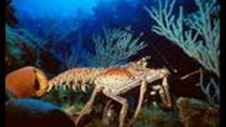 Living Jewels of The Land, The Sky and Sea