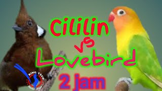 Download lagu KICAU CILILIN vs LOVEBIRD JERNIH DURASI PANJANG MASTERAN MURAI BATU mp3