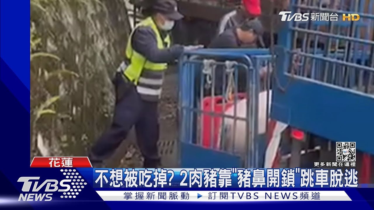 不想被吃掉? 2肉豬靠「豬鼻開鎖」跳車脫逃