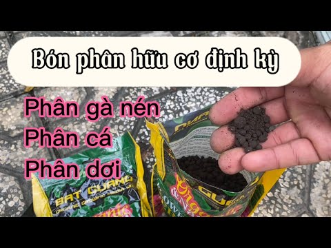 1/10 Âm Lịch | Bón Phân Hữu Cơ Định Kỳ Cây Mai Trồng Chậu #mnmv