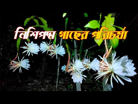 একটা নিশিপদ্ম গাছে এত ফুল, জেনে নিন নিশিপদ্ম গাছের পরিচর্যা (Night Queen ) সম্পর্কে