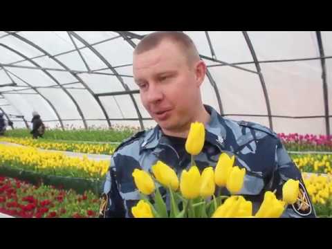 Самарские осужденные вырастили 75 тысяч тюльпанов