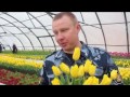Самарские осужденные вырастили 75 тысяч тюльпанов