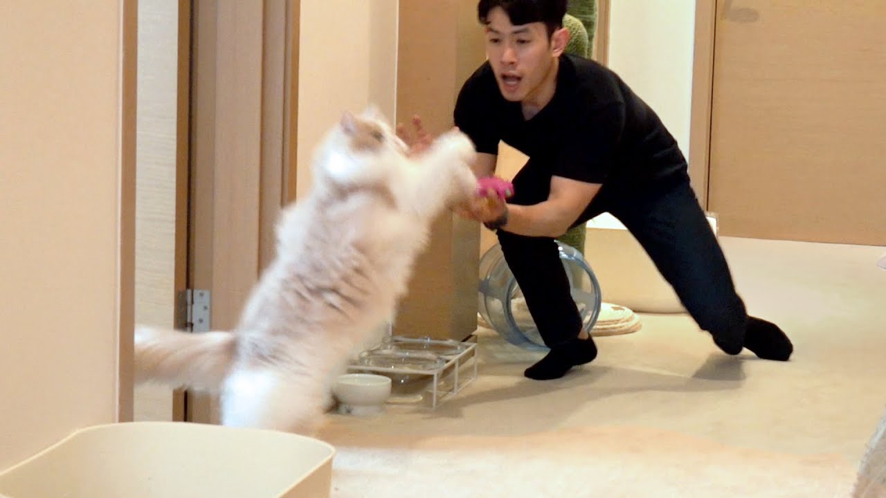 옆동네 집사님들이 습격해서 고양이들이 난리가났어요!