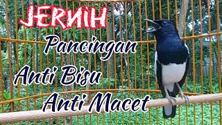Download lagu Pancingan kacer anti bisu anti macet, Gacor setiap hari mp3