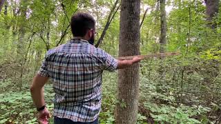 Measuring DBH with a biltmore stick