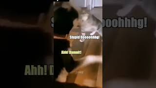 Gentle Cat Attack