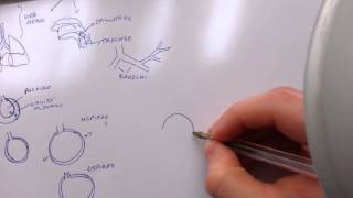 L'apparato respiratorio -il polmone- per studenti del Liceo