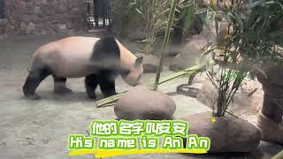 看熊猫 Let's see the Panda and learn self introduction in Mandarin