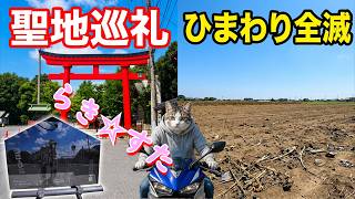 整地されたひまわり畑で消沈、アニメらき☆すたの聖地鷲宮神社で歓喜