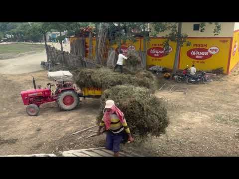 Peppermint Distillation - 2023