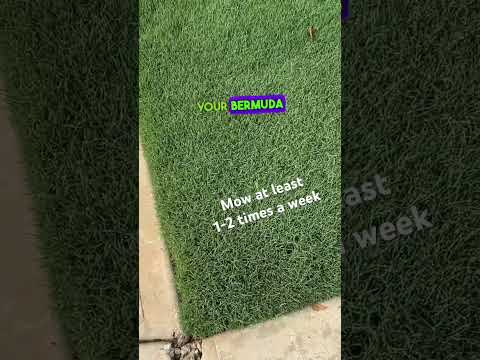How to get a Thick Bermuda Grass Lawn