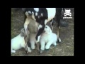 Puppies Milk A Goat