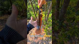 Download lagu fishing for channa asiatica fish in nature gess🤔🙀🙀🙀 #dubbing #fishing #fishing #channa mp3 Download lagu fishing for channa asiatica fish in nature gess🤔🙀🙀🙀 #dubbing #fishing #fishing #channa mp3