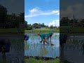 this is how we planting rice crop in the philippines #farming