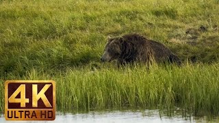 4K wildlife video from Yellowstone National Park - unique footage of BEAR's life at Yellowstone