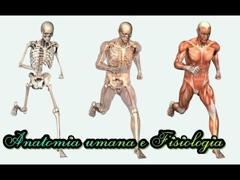 Anatomia e Fisiologia, Lezione 3, Sistema muscolare