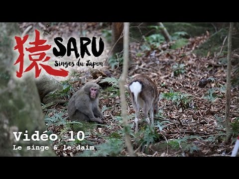 Saru - vidéo 10 - Le singe et le daim