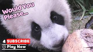 How Can You Say No To That Little Face? | iPanda