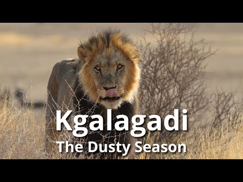 Kgalagadi - the Dusty Season [Episode 2]