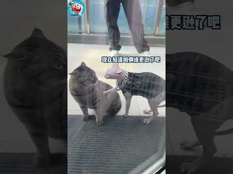 搞笑動物系列第1263集（重播） 無毛貓：反正我比你貴！#搞笑 #黃狗 #funny #搞笑 #喵哥是萌新 #搞笑视频 #funnyvideo  #pets  #貓咪日常 #animals