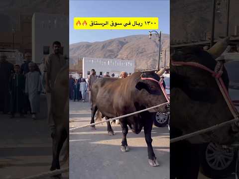 ثور العيد بسعر 1.300 ريال عماني 🇴🇲